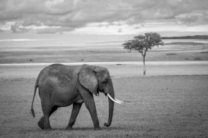 thomaszbinden-elephant-8994442